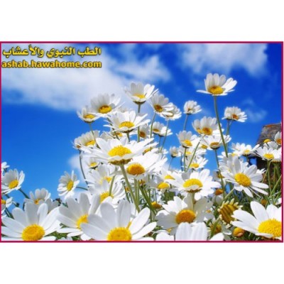 زهرة البابونج